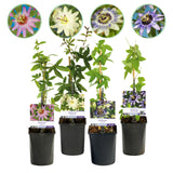 Green boutiQ - Passiebloem - Passiflora Rainbow- Bloem Roze Wit Paars Groen - Weinig onderhoud - 4 planten - Pot 11cm Hoogte 40cm