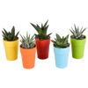 Gasteria/Haworthia mix 5,5cm - 5x - in gekleurde plasticpot