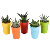 Gasteria/Haworthia mix 5,5cm - 5x - in gekleurde plasticpot