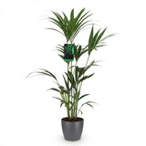 Green boutiQ - Kamerplant - Howea Forsteriana - Kentia Palm - Weinig Onderhoud - Groen - 1 Plant - met Potter Grijs - Pot 21cm - Hoogte 120-130cm