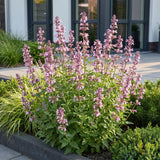 Green boutiQ - Vasteplant - Nepeta sib. Wild Orchid - Kattenkruid - Bijen en Vlinderlokkers - Roze - 12 Planten - Pot 11cm - Hoogte 15-25cm