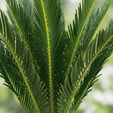 Green boutiQ - Kamerplant - Cycas revoluta - Palmvaren - Weinig onderhoud - Groen - 1 - Pot 15cm - Hoogte 45-55cm