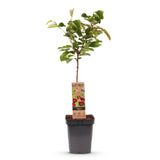 Green boutiQ - Fruitboom - Prunus avium Regina - Kersenboom - Winterhard - Donker Rode Bes - 1 Plant - Pot 21cm - Hoogte 90cm