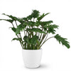 Green boutiQ - Kamerplant - Philodendron - Philodendron Xanadu - Groen - Weinig onderhoud - 1 Plant - met Potter Wit - Pot 19cm - Hoogte 60cm