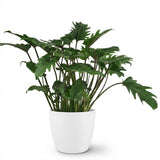 Green boutiQ - Kamerplant - Philodendron - Philodendron Xanadu - Groen - Weinig onderhoud - 1 Plant - met Potter Wit - Pot 19cm - Hoogte 60cm