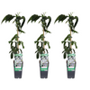 Clematis armandii - 3 stuks - Ø15cm - ↕65cm
