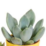 Vetplanten mix 5.5 cm - 5x - in gekleurde plasticpot