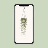 Ceropegia Woodii Hang - Ø14cm - ↕50cm