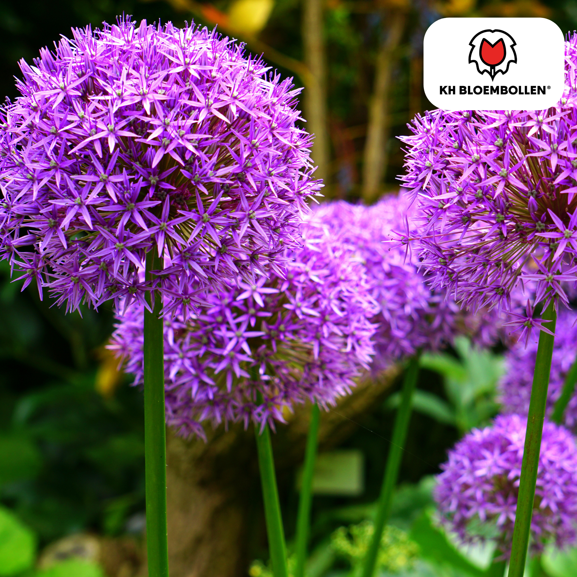 Allium Globemaster — grote paarse sierui