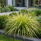 Green boutiQ - Grassen - Carex oshimensis Evergold - Japanse Zegge - Groenblijvend - Geel-Groen - 24 Planten - Pot 11cm - Hoogte 15-25cm