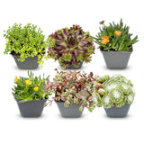 6x - Alpine mix - Ø7cm - ↕10-12cm
