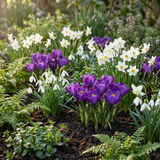 100x Bollenschadutuin - Diversen - Zomerbloeier - Bolmaat 10/12
