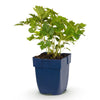 Green boutiQ - Vasteplant - Astilbe chin. Pumila - Pluimspirea - Schaduw - Paars - 1 Plant - Pot 11cm - Hoogte 15-25cm