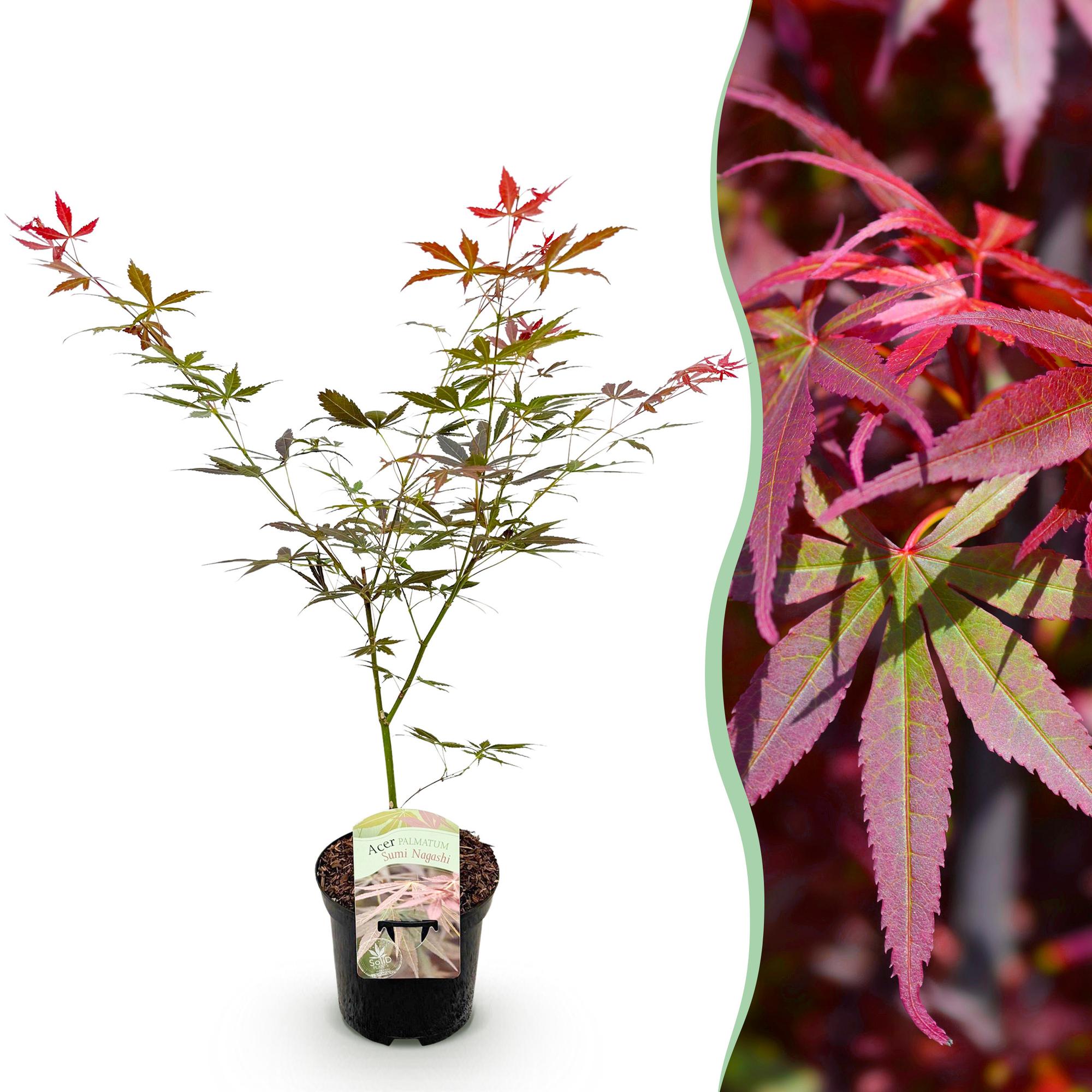 Green boutiQ - Terrasplant - Japanse Esdoorn - Acer palmatum Sumi-nagashi - Rood - 1 Plant - Bladverliezend - Pot 19cm Hoogte 70cm