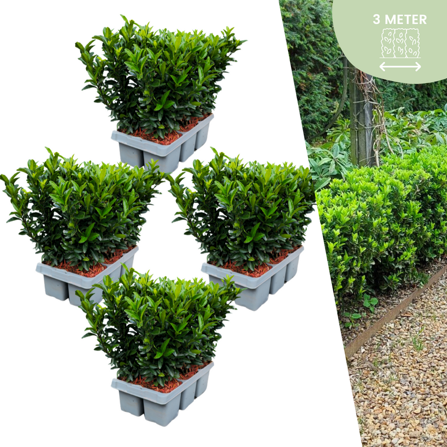 Euonymus 'Green Spire' — Kardinaalsmutshaag, 24 stuks, 15 cm