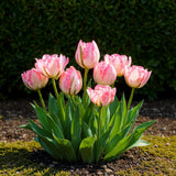 Green boutiQ - Bloembollen - Tulp Double Pink - Kleur Roze - 12 stuks - Bolmaat 11/12 - XXL Pack