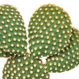 Opuntia microdasys - 17cm - zonder pot