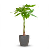 Pachira Aquatica met Potter grijs - 80cm - Ø21