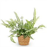 Green boutiQ - Kamerplant - Pteris cretica Albolineata - Lintvaren - Huisdiervriendelijke Plant - Groen - 1 Plant - met Mand - Pot 12cm - Hoogte 20cm