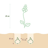 Green boutiQ - Bloembollen - Muscari White Magic - Kleur Wit - 50 stuks - Bolmaat 6/7 - XXL Pack