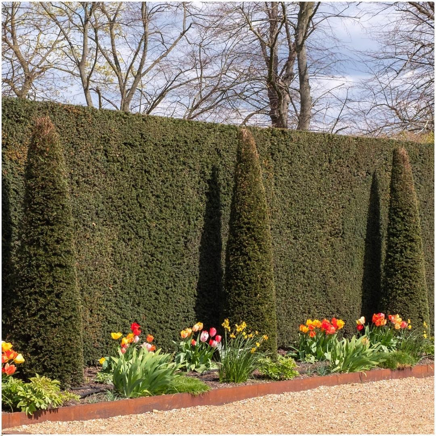 Taxus baccata — Venijnboomhaag, 6 planten (1 strekkende meter)