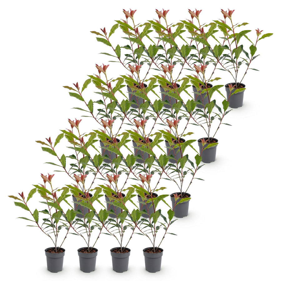 Photinia fraseri Carre Rouge — Glansmispelhaag, 16 stuks, 25-35 cm