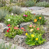 24x - Delosperma mix - Ø7cm - ↕10-12cm