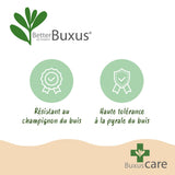 Green boutiQ - Buxus Pyramide - BetterBuxus Skylight - Resistant tegen de Buxus Schimmel - 2 Planten - Pot 23cm Hoogte 60-70cm