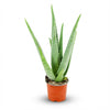 Aloë Vera - Ø 10,5 cm - Hoogte: 35 - 40cm