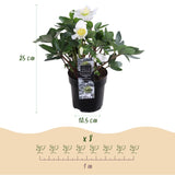 Green boutiQ - Tuinplant - Kerstroos - Helleborus Christmas Carol- Witte Bloem -2 Planten - Groenblijvend - Pot 10,5cm Hoogte 25cm
