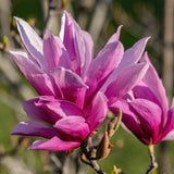 Green boutiQ - Tuinplant - Magnolia liliiflora Nigra - Bloem Paars - 1 Plant - Bladverliezend - Weinig Onderhoud - Pot 12cm Hoogte 30cm
