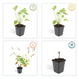 12x Persicaria amplexicaulis - ↕10-25cm - Ø9cm