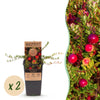 Green boutiQ - Fruitplant - Vaccinium mac. Early Black - Cranberry - Winterhard - Blauwe Bes - 2 Planten - Pot 15cm - Hoogte 50cm