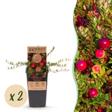 Green boutiQ - Fruitplant - Vaccinium mac. Early Black - Cranberry - Winterhard - Blauwe Bes - 2 Planten - Pot 15cm - Hoogte 50cm