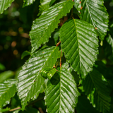 Palletdeal Haagplanten:50 Carpinus Betulus ↕ 60-80 - Ø 19cm | Mini Pallet