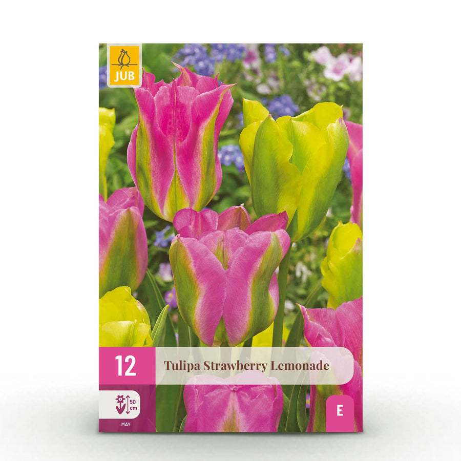 Tulpenbollen Strawberry Lemonade — gemengde kleuren, 12 stuks (bolmaat 11/12)