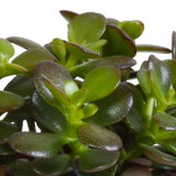 Crassula mix 10,5 cm - 3x - in Mexicaanse pot