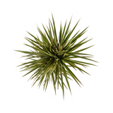 Dracaena Marginata Bicolor Ø17cm - ↕50 - 70cm