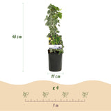 Green boutiQ - Klimplant - Hedera helix Glacier -Blad Bont - Groenblijvend - 2 planten - Pot 11cm Hoogte 40cm