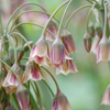 60x Allium Siculum - Siciliaanse honing knoflook - Rood - Zomerbloeier - Bolmaat 8/10