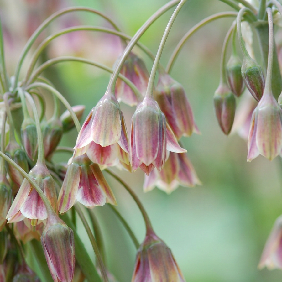 Alliumbollen Siculum — rood, 60 stuks (bolmaat 8/10)
