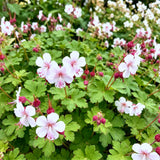 Green boutiQ - Vasteplant - Geranium macr. Spessart - Ooievaarsbek - Bodembedekkend - Wit-Roze - 12 Planten - Pot 11cm - Hoogte 15-25cm