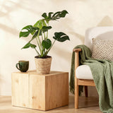 Green BoutiQ - Green is... Kamerplanten - Monstera Deliciosa - Gatenplant - Weinig onderhoud - met mand - Groen - 1 Plant - Pot 17cm - Hoogte 50-55cm