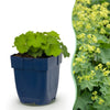 Green boutiQ - Vasteplant - Alchemilla mollis - Vrouwenmantel - Bodembedekkend - Geel - 24 Planten - Pot 11cm - Hoogte 15-25cm