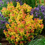 Green boutiQ - Tuinplant - Leucothoe Curly Gold - Geel - 1 Plant - Groenblijvend - Weinig Onderhoud - Pot 17cm Hoogte 40cm