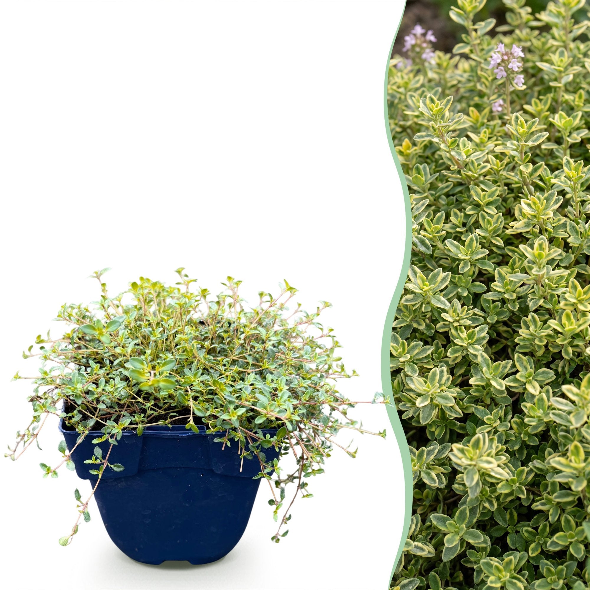 Green boutiQ - Vasteplant - Thymus citr. Sambesi - Citroentijm - Geurend - Geel - 6 Planten - Pot 11cm - Hoogte 15-25cm