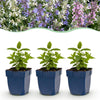 Green boutiQ - Vasteplant - Nepeta Tricolour - Kattenkruid - Bijen- en vlinderlokkers - Paars - Roze - Wit - 24 Planten - Pot 11cm - Hoogte 15-25cm