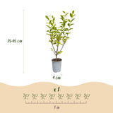 Green boutiQ - 24x Ligustrum ovalifolium Aureum - Bontbladige Liguster - Haagplanten - Groenblijvend - Bont - Pot 9cm - Hoogte 35-45cm