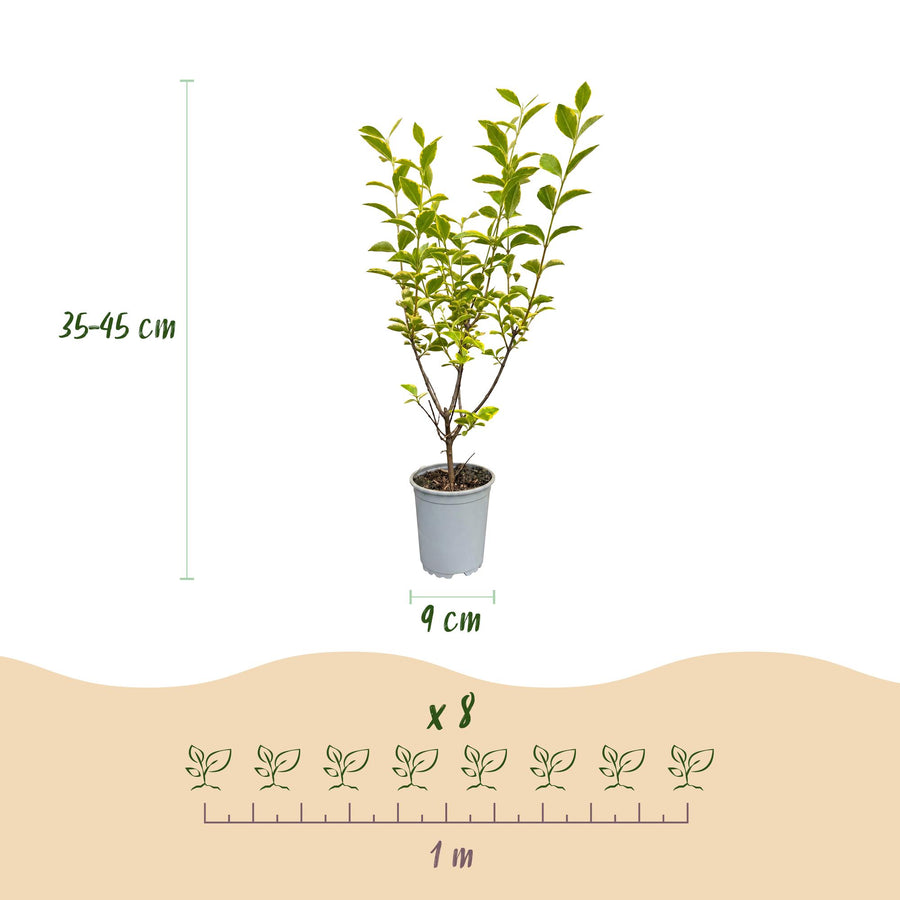 Ligustrum ovalifolium Aureum — Ligusterhaag, 24 stuks, 35-45 cm