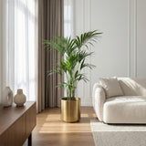 Green boutiQ - Kamerplant - Howea Forsteriana - Kentia Palm - Weinig Onderhoud - Groen - 1 plant - Pot 24cm - Hoogte 140-150cm